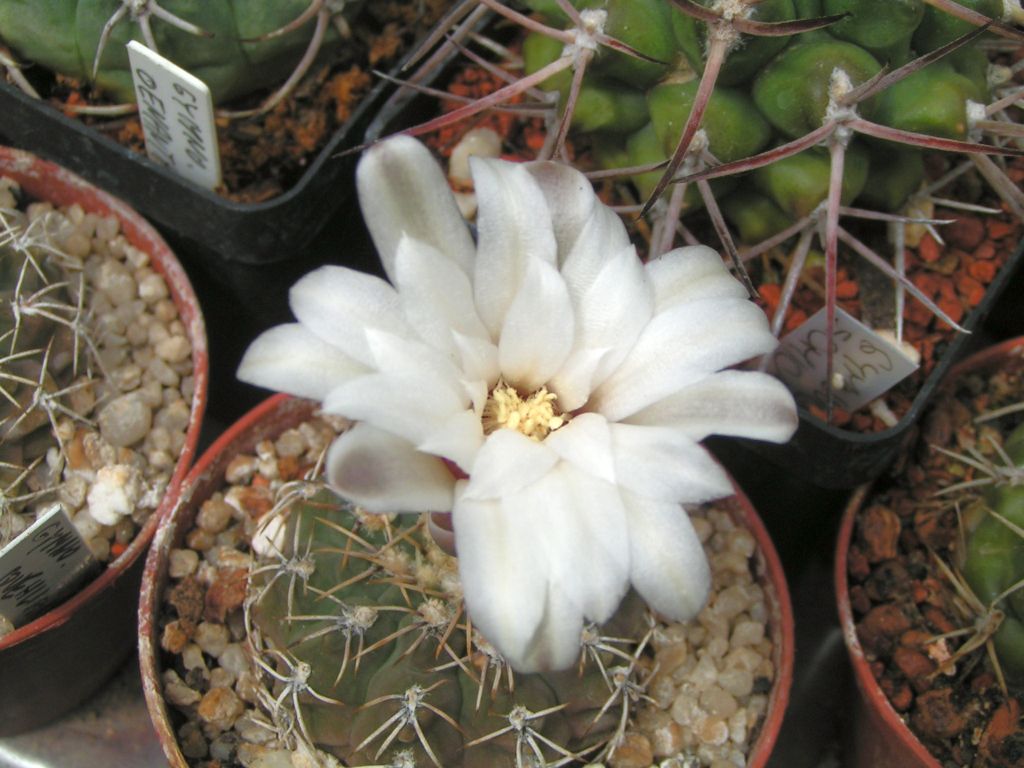 Gymnocalycium guehlianum